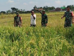 Babinsa Dampingi Petani Pantau Pertumbuhan Padi yang Telah Mengeluarkan Bulir