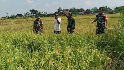 Babinsa Dampingi Petani Pantau Pertumbuhan Padi yang Telah Mengeluarkan Bulir