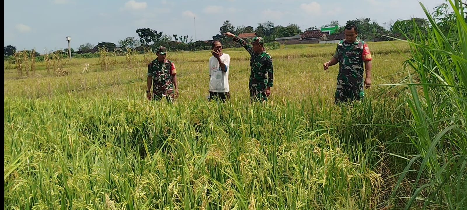 Babinsa Dampingi Petani Pantau Pertumbuhan Padi yang Telah Mengeluarkan Bulir