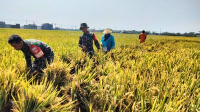 Babinsa Laksanakan Pendampingan Petani Saat Panen Padi untuk Tingkatkan Ketahanan Pangan