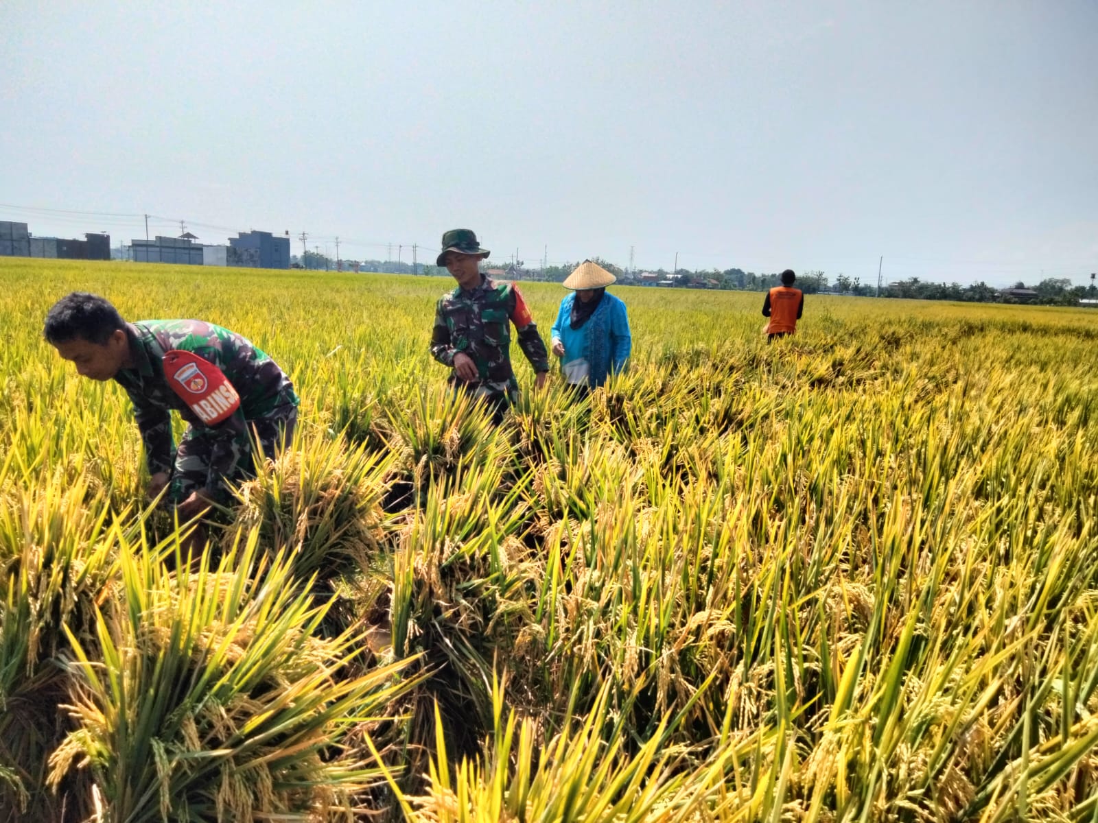 Babinsa Laksanakan Pendampingan Petani Saat Panen Padi untuk Tingkatkan Ketahanan Pangan