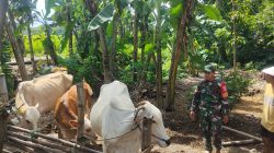 Babinsa Pantau Ternak Sapi, Imbau Peternak Waspadai dan Cegah PMK Babinsa Pantau Ternak Sapi, Imbau Peternak Waspadai dan Cegah PMK