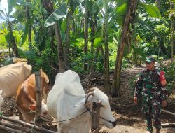 Babinsa Pantau Ternak Sapi, Imbau Peternak Waspadai dan Cegah PMK