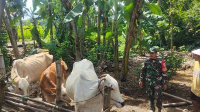 Babinsa Pantau Ternak Sapi, Imbau Peternak Waspadai dan Cegah PMK Babinsa Pantau Ternak Sapi, Imbau Peternak Waspadai dan Cegah PMK