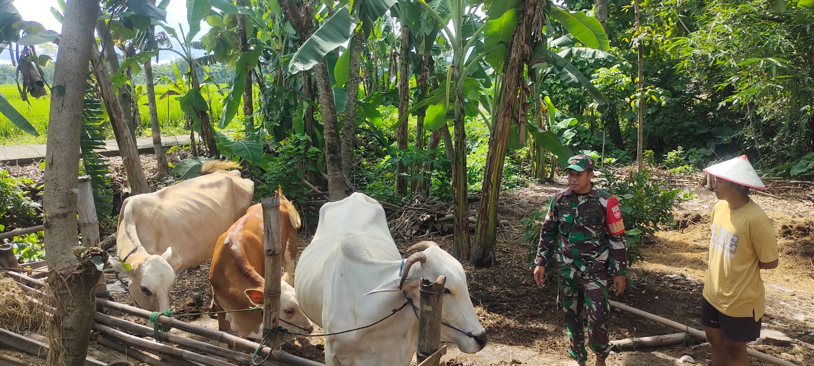 Babinsa Pantau Ternak Sapi, Imbau Peternak Waspadai dan Cegah PMK