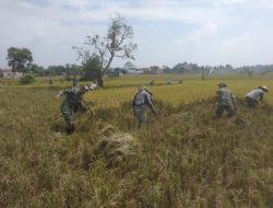 Babinsa Dampingi Panen Padi di Lahan Seluas 0,5 Hektar