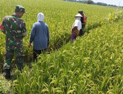 Babinsa Imbau Petani Waspadai Serangan Hama dan Penyakit Wereng serta Sundep pada Tanaman Padi