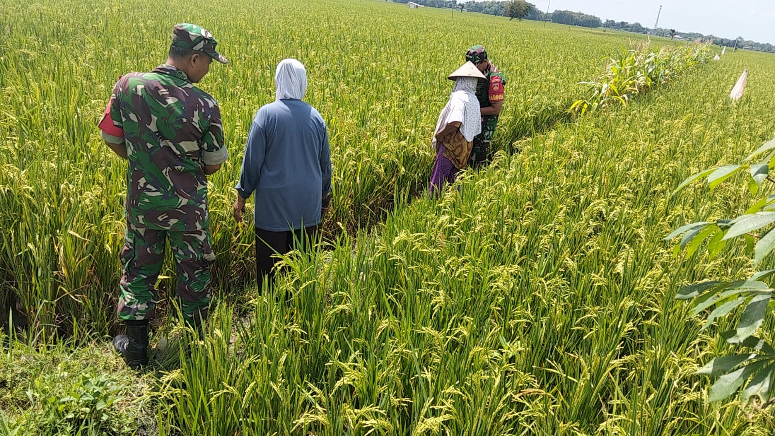 Babinsa Imbau Petani Waspadai Serangan Hama dan Penyakit Wereng serta Sundep pada Tanaman Padi