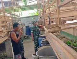 Babinsa Cari Ilmu ke Peternak, Pelajari Cara Memilih Bibit Kambing Unggul