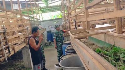 Babinsa Cari Ilmu ke Peternak, Pelajari Cara Memilih Bibit Kambing Unggul