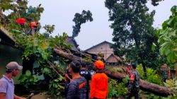 Babinsa Sigap Bantu Evakuasi Pohon Tumbang Timpa Rumah Warga