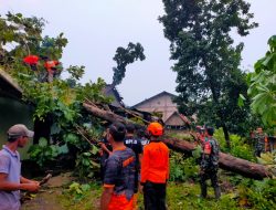 Babinsa Sigap Bantu Evakuasi Pohon Tumbang Timpa Rumah Warga
