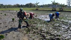 Babinsa Bantu Petani Tanam Padi, Wujud Nyata Kepedulian Terhadap Ketahanan Pangan