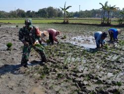 Babinsa Bantu Petani Tanam Padi, Wujud Nyata Kepedulian Terhadap Ketahanan Pangan