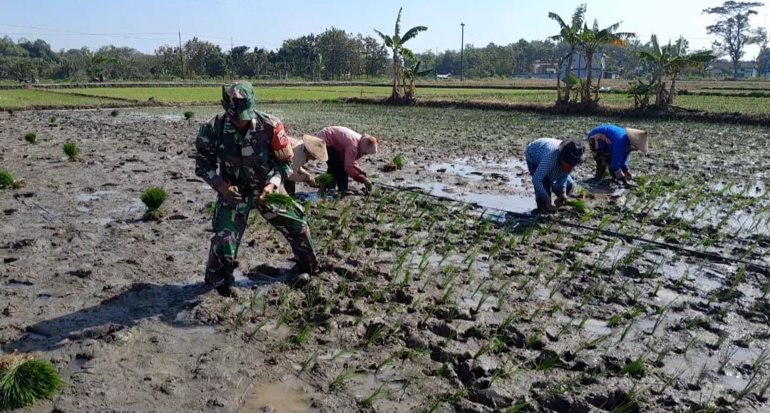 Babinsa Bantu Petani Tanam Padi, Wujud Nyata Kepedulian Terhadap Ketahanan Pangan