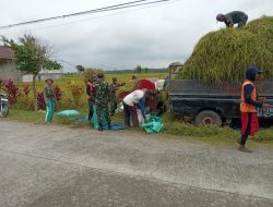 Babinsa Peduli, Babinsa Bantu Panen