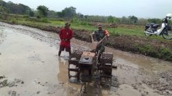 Babinsa Bantu Bajak Sawah, Persiapan Lahan Tanam Padi