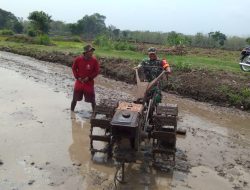 Babinsa Bantu Bajak Sawah, Persiapan Lahan Tanam Padi