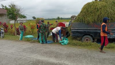 Babinsa Peduli, Babinsa Bantu Panen