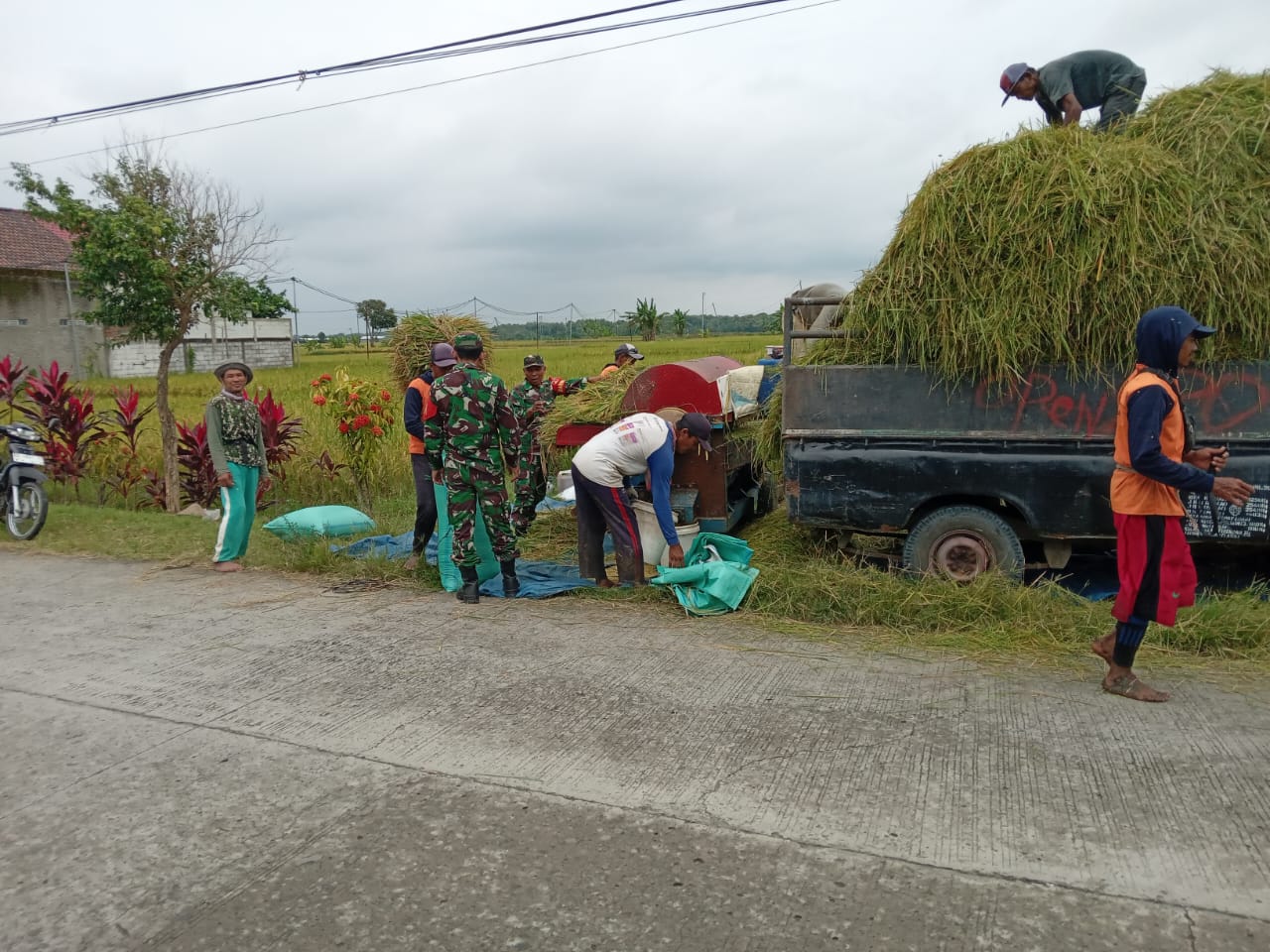 Babinsa Peduli, Babinsa Bantu Panen
