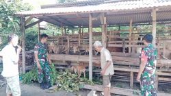 Manfaatkan Kotoran Kambing Sebagai Pupuk Organik