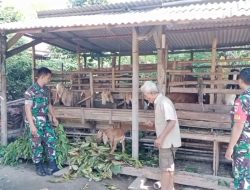 Manfaatkan Kotoran Kambing Sebagai Pupuk Organik