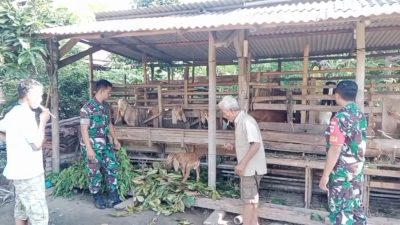 Manfaatkan Kotoran Kambing Sebagai Pupuk Organik