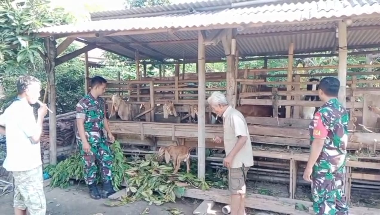 Manfaatkan Kotoran Kambing Sebagai Pupuk Organik