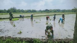 Babinsa Berjibaku dengan Lumpur, Kenakan Baju Loreng Turun ke Sawah Tanam Padi Babinsa Berjibaku dengan Lumpur, Kenakan Baju Loreng Turun ke Sawah Tanam Padi
