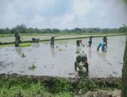 Babinsa Berjibaku dengan Lumpur, Kenakan Baju Loreng Turun ke Sawah Tanam Padi