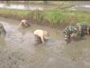 Babinsa Ikut Tanam Padi Bersama Petani, Berharap Tanaman Tumbuh Subur