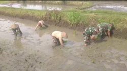 Babinsa Ikut Tanam Padi Bersama Petani, Berharap Tanaman Tumbuh Subur