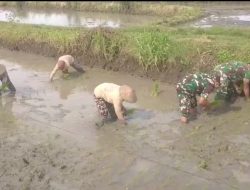 Babinsa Ikut Tanam Padi Bersama Petani, Berharap Tanaman Tumbuh Subur