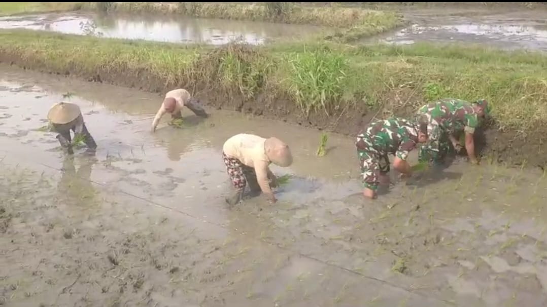 Babinsa Ikut Tanam Padi Bersama Petani, Berharap Tanaman Tumbuh Subur