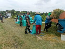 Babinsa Dekati Petani Saat Panen, Tanyakan Harga Padi yang Sedang Turun