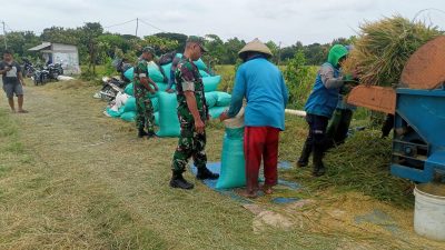 Babinsa Dekati Petani Saat Panen, Tanyakan Harga Padi yang Sedang Turun