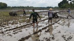 Babinsa Bantu Warga Pengolahan Lahan, Membajak Sawah untuk Musim Tanam Baru Babinsa Bantu Warga Pengolahan Lahan, Membajak Sawah untuk Musim Tanam Baru