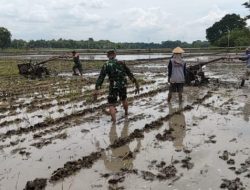 Babinsa Bantu Warga Pengolahan Lahan, Membajak Sawah untuk Musim Tanam Baru