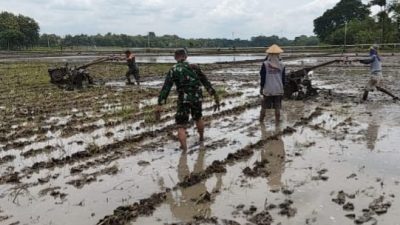 Babinsa Bantu Warga Pengolahan Lahan, Membajak Sawah untuk Musim Tanam Baru Babinsa Bantu Warga Pengolahan Lahan, Membajak Sawah untuk Musim Tanam Baru
