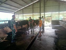 Peternak, Waspadai Gejala PMK Menyerang Ternak