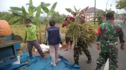 Babinsa Berjibaku dengan Lumpur dan Rasa Gatal Saat Bantu Petani Panen Padi