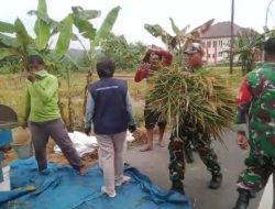 Babinsa Berjibaku dengan Lumpur dan Rasa Gatal Saat Bantu Petani Panen Padi