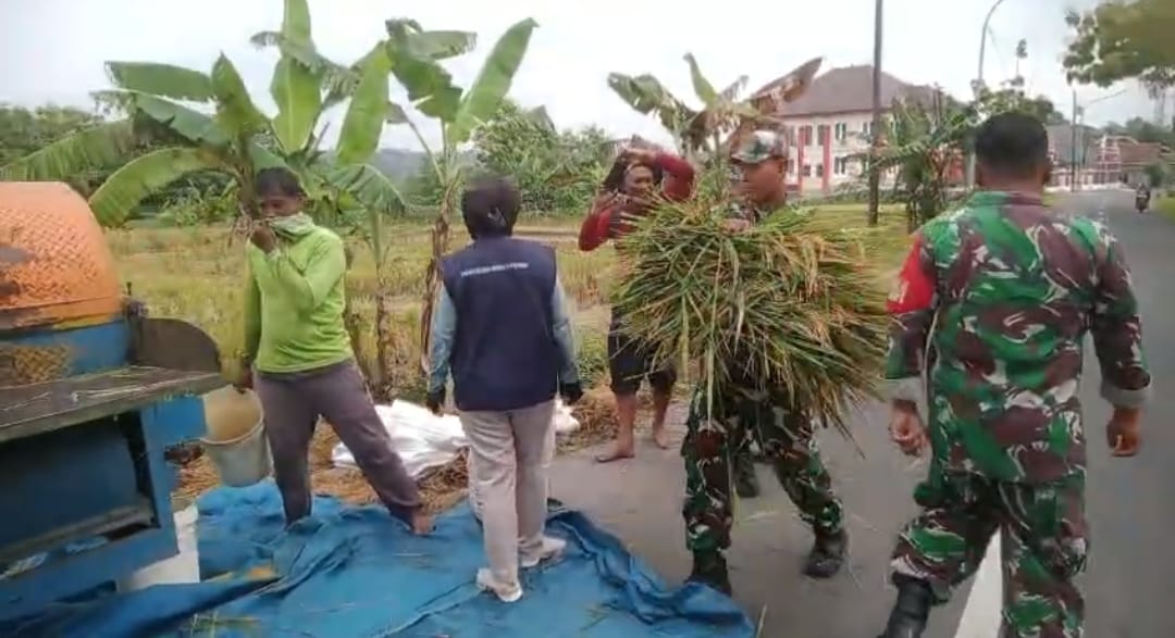 Babinsa Berjibaku dengan Lumpur dan Rasa Gatal Saat Bantu Petani Panen Padi