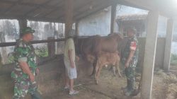 Babinsa Imbau Peternak Sapi Jaga Kualitas Ternak Babinsa Imbau Peternak Sapi Jaga Kualitas Ternak