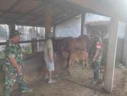 Babinsa Imbau Peternak Sapi Jaga Kualitas Ternak