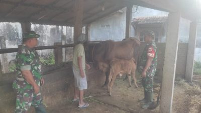 Babinsa Imbau Peternak Sapi Jaga Kualitas Ternak Babinsa Imbau Peternak Sapi Jaga Kualitas Ternak