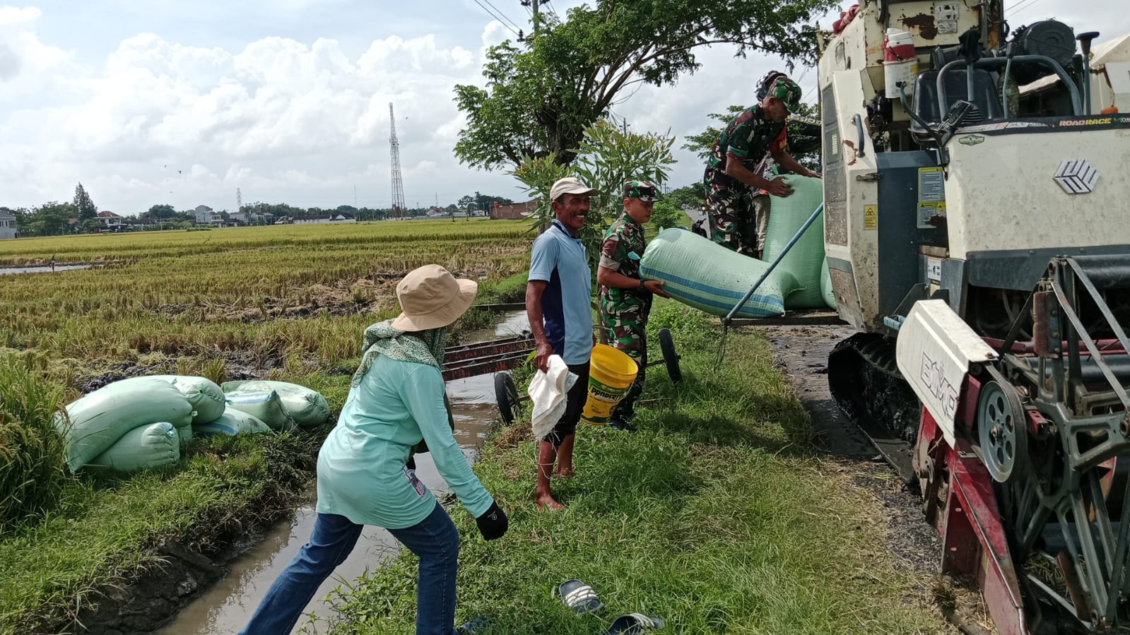 Babinsa Turut Panen Padi, Puasa Ramadan Tak Menjadi Halangan