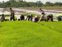 Babinsa Bantu Penyiapan Bibit Padi untuk Musim Tanam