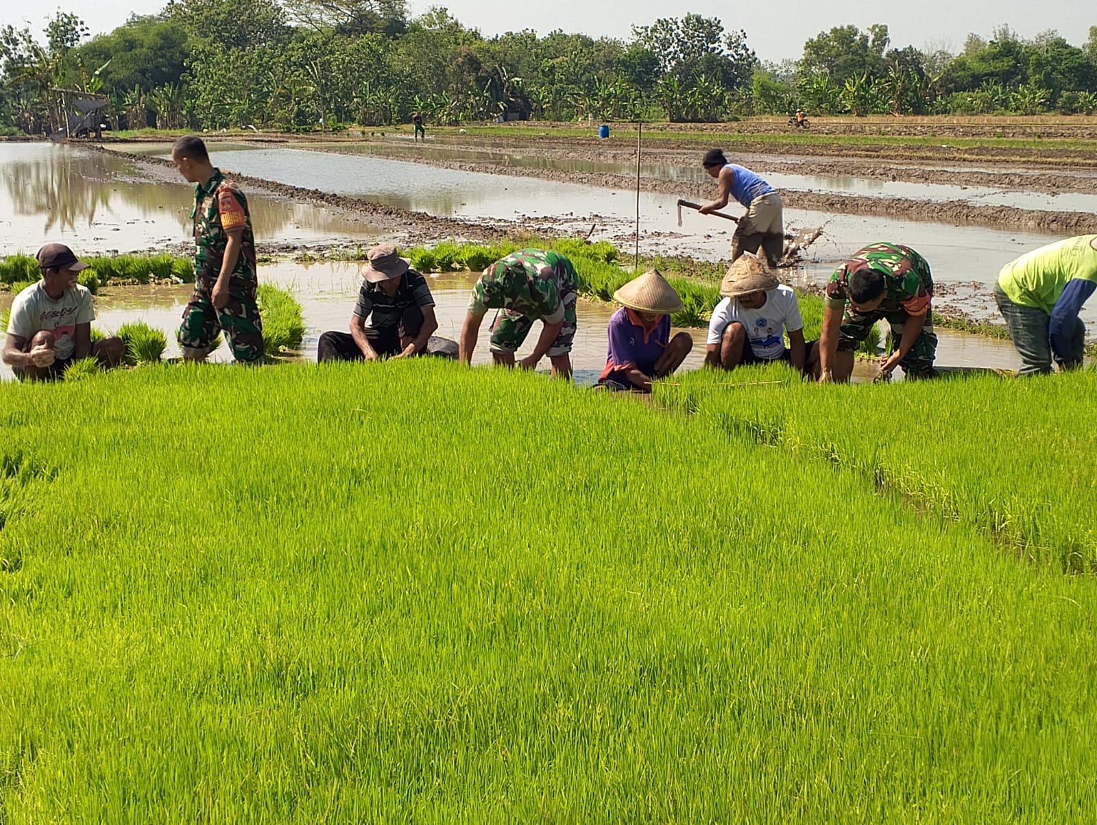 Babinsa Bantu Penyiapan Bibit Padi untuk Musim Tanam