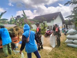 Babinsa Isi Harinya dengan Panen Bersama Petani di Wilayah Binaan